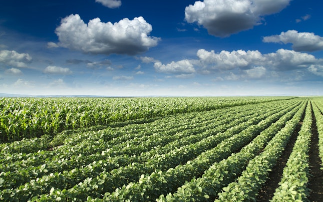 Field of Fresh Crops